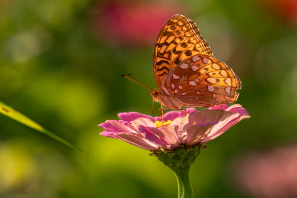 Great Spangled Fritillary Butterfly gathers nectar from summer flowers