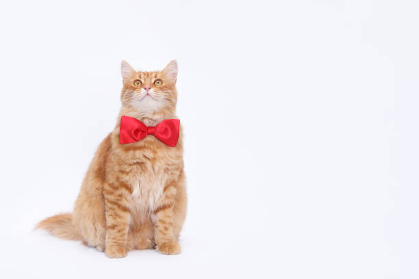 istock Ginger cat isolated on white. Orange cat wearing  red bow tie against a white background. 2178512884