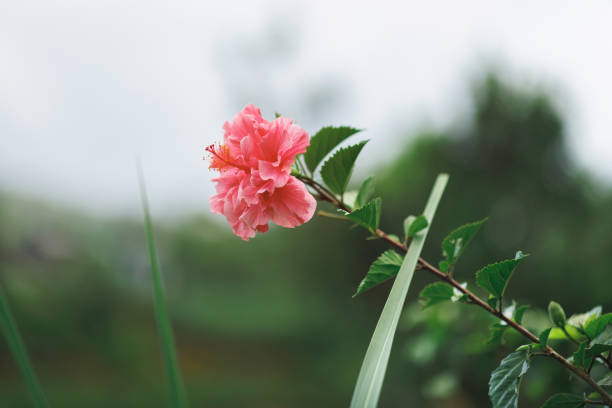 A delicate pink hibiscus flower stands out against a soft, natural backdrop of greenery. The vibrant bloom and rich green leaves create a serene and tropical atmosphere, perfect for nature and floral themes.