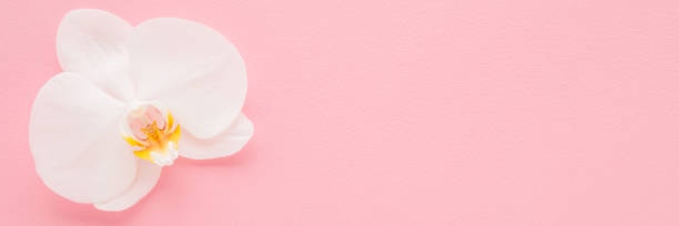 istock Fresh beautiful soft white orchid flower head on light pink table background. Pastel color. Closeup. Empty place for inspirational text, lovely quote or positive sayings. Wide banner. Top down view. 2178514237