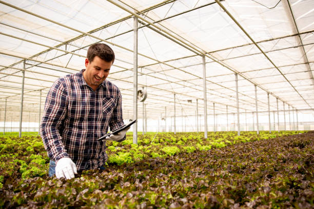 istock Worker who controls the quality of the salad 2178515281