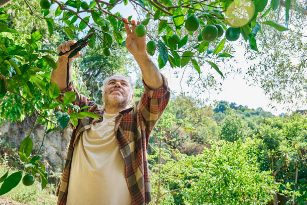 istock Seasonal pruning of trees. Gardener pruning lemon tree with pruning shears, cutting tree branch. Taking care of garden. 2178517008