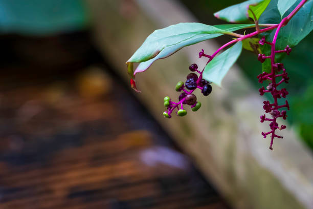 Berries Hang From American Pokeweed Plant