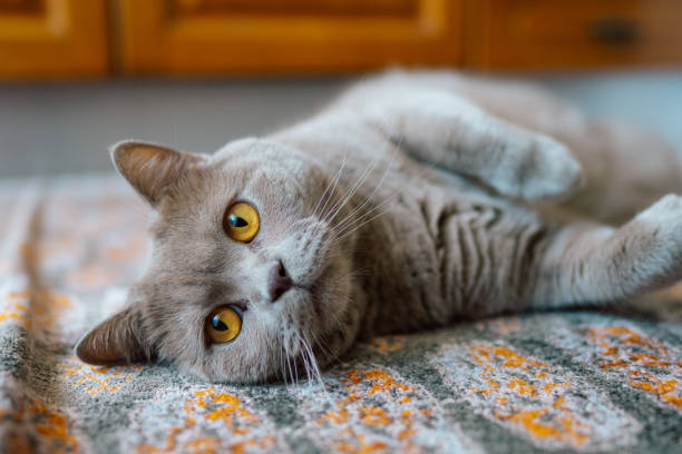 istock Adorable Gray Cat Relaxing on Patterned Carpet 2178518118