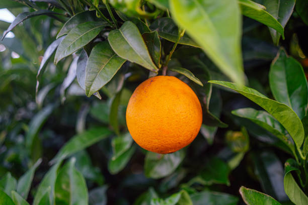 istock Ripe Orange Hanging on Tree Among Lush Green Leaves 2178518141