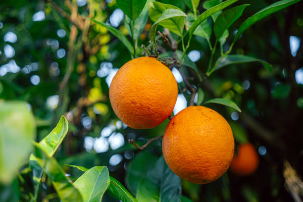 istock Fresh Ripe Oranges Hanging on a Lush Green Tree 2178518154