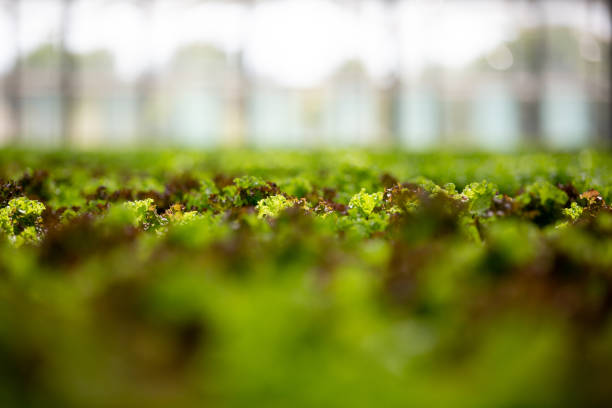 Greenhouse with modern technology for growing ogranic green salad. Fresh salad