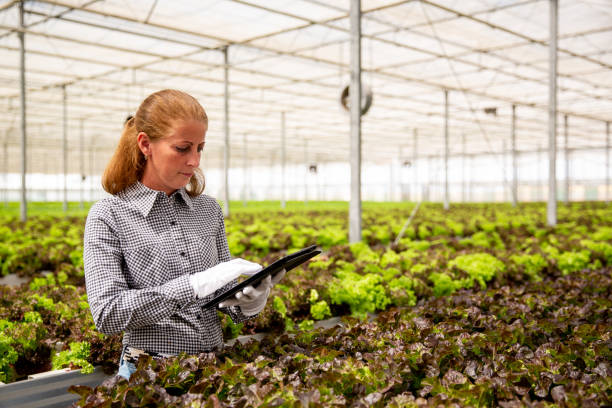 istock Female worker researches salad plants with tablet in hand 2178519339