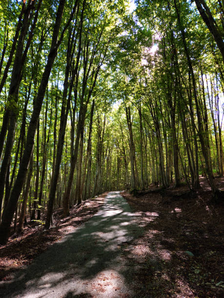 Vertical view of a sun-dappled forest path surrounded by tall trees with vibrant green leaves in Montenegro. Ideal for nature-themed backgrounds, outdoor adventure ads, or eco-tourism brochures.