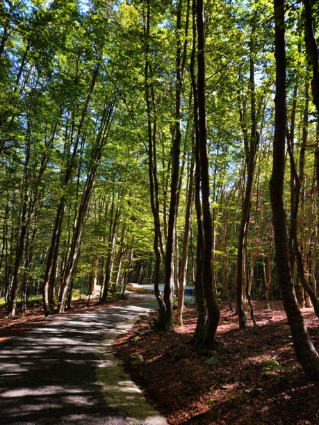 istock Vertical view of a winding forest road surrounded by tall trees with sunlight filtering through the leaves in Montenegro. Ideal for nature backgrounds, travel promotions, or outdoor adventure ads. 2178520034