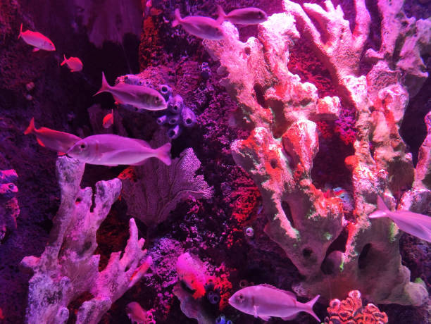 istock Marine aquarium corals, reefs and rocks with decorative fish 2178520082