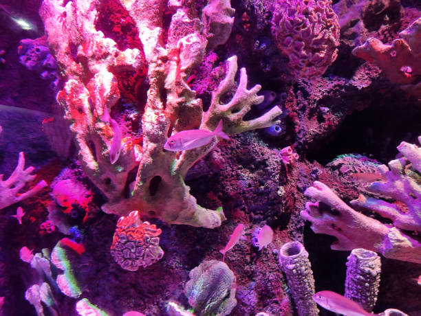 istock Marine aquarium corals, reefs and rocks with decorative fish 2178520086