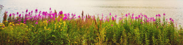 Flowers on the lakeshore. Horizontal banner