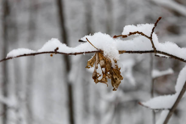 Twig covered with snow on snowy winter day.