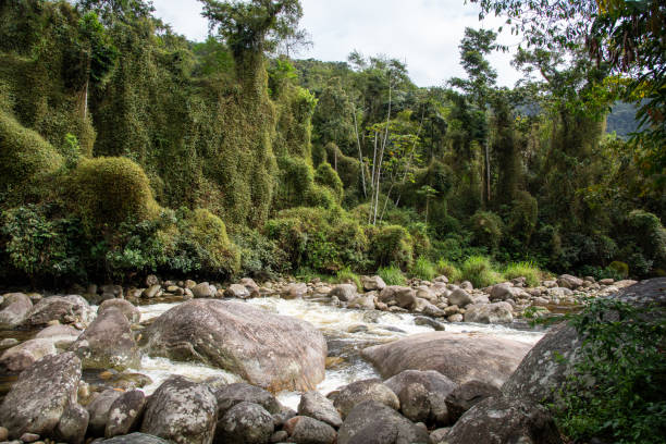 River with tropical waters. Stream in the middle of the Atlantic rainforest