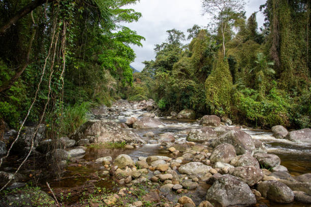 istock Stream in the middle of the Atlantic rainforest. River with tropical waters. 2178524467