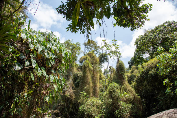 Mountain range covered with natural forest vegetation under a blue sky. Tropical and natural forest