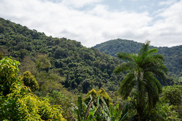 Atlantic forest, Tropical virgin forest landscape, Green Forest Landscape view