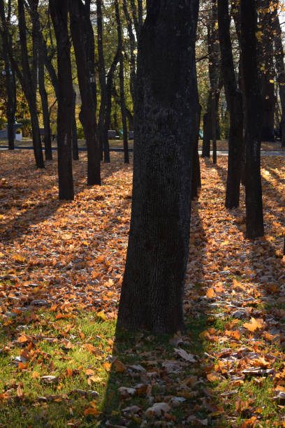 Falling leaves on the scenic autumn park. Landscape forest park in a golden Autumn. Pathway through the autumn forest. Autumn Trees and Leaves