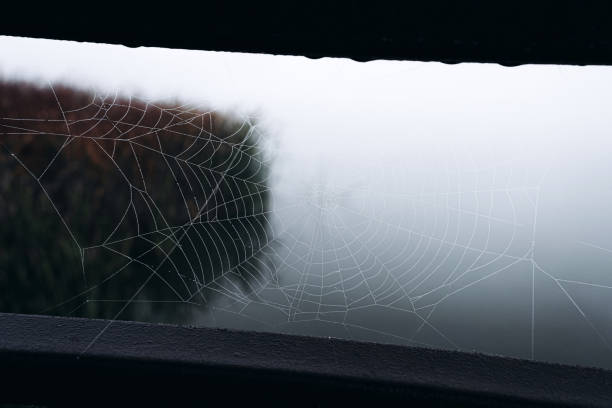 istock Intricate spider web captured in morning mist against a blurred background 2178528042