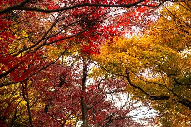 istock Autumn / Fall colours in a beautiful serene Japanese garden 2178530044
