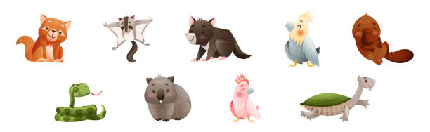 Cute Australian Animals and Endemic Fauna Vector Set Cute Australian Animals and Endemic Fauna Vector Set. Exotic Mammal and Zoology of Australia wombat stock illustrations