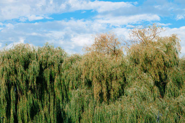 summer green trees foliage leafy foreground with cloudscape background nature scenery