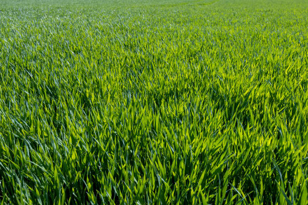 wheat in spring in warm sunny weather, green wheat in a field closeup