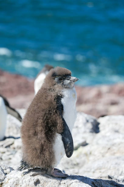istock Vertical image ofa Rockhopper penguin Eudyptes chrysocome standing and molting in the sun on rocks on Isla Pinguino Argentina 2178538141