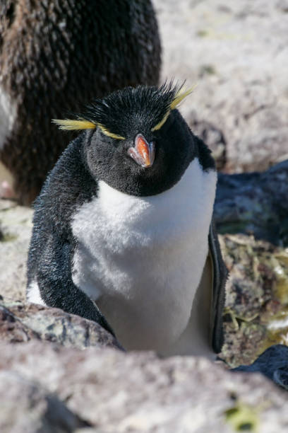 istock Vertical image of a Rockhopper penguin Eudyptes chrysocome standing and basking in the sun on rocks on Isla Pinguino Argentina 2178538170