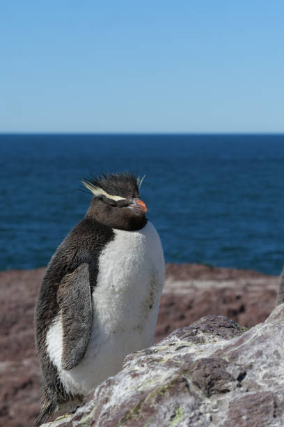 istock Vertical image of a Rockhopper penguin Eudyptes chrysocome standing and basking in the sun on rocks on Isla Pinguino Argentina 2178539053