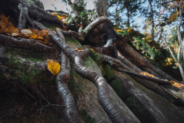 A close-up view captures the complex intertwining roots of a tree merging beautifully with rugged rocks and scattered autumn leaves.
