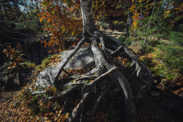 A large tree showcases its twisted roots gripping a boulder amidst colorful autumn foliage, highlighting nature's intricate beauty in a serene forest setting.