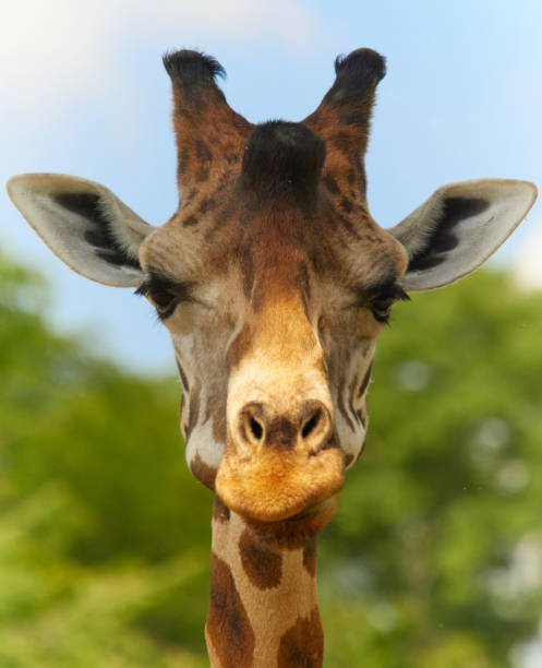 istock Close-up portrait a giraffe 2178540425