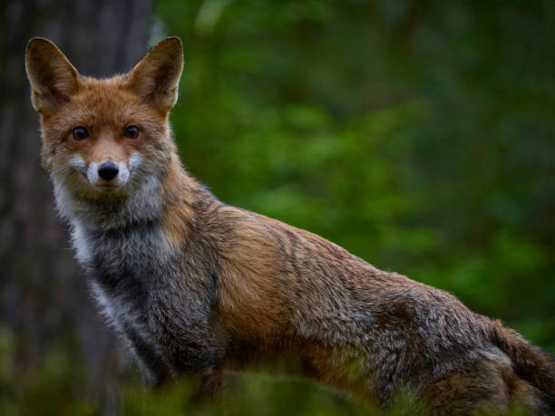 istock Portrait of red fox in forest 2178540490