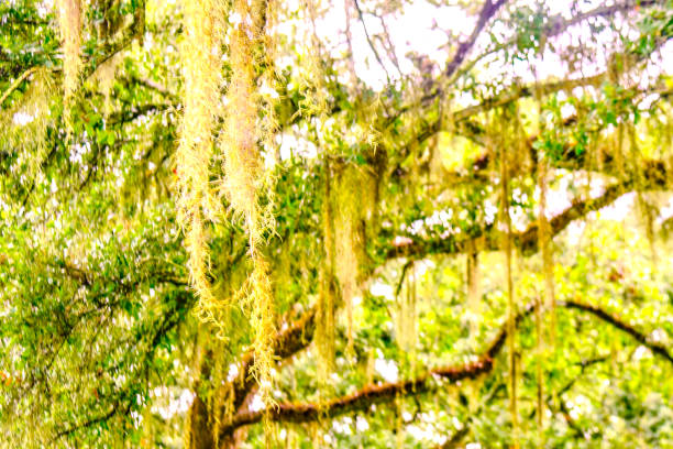 A look at South Louisiana nature where there’s a lot Spanish moss hanging from the trees