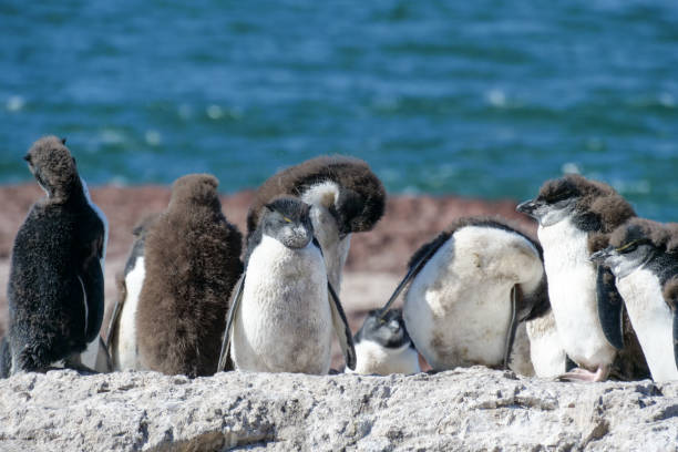 istock A group of  Rockhopper penguin Eudyptes chrysocome chicks standing on rocks while molting on Isla Pinguino Argentina 2178542147