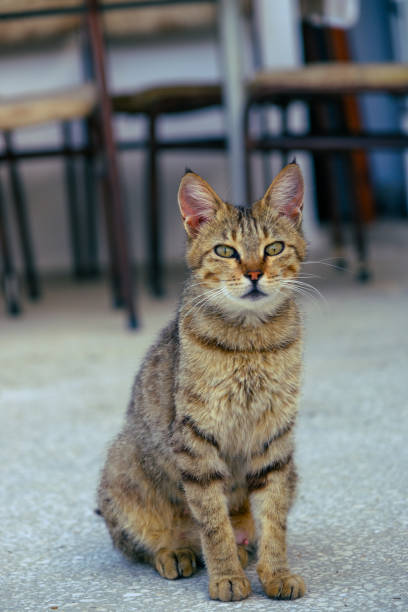 istock The street cat 2178542279