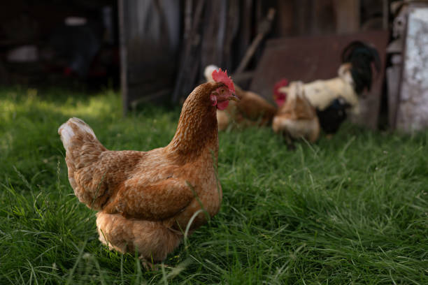 istock Free Range Hens Roaming in Lush Grass at Eco-Friendly Backyard Poultry Farm During Late Afternoon 2178543657