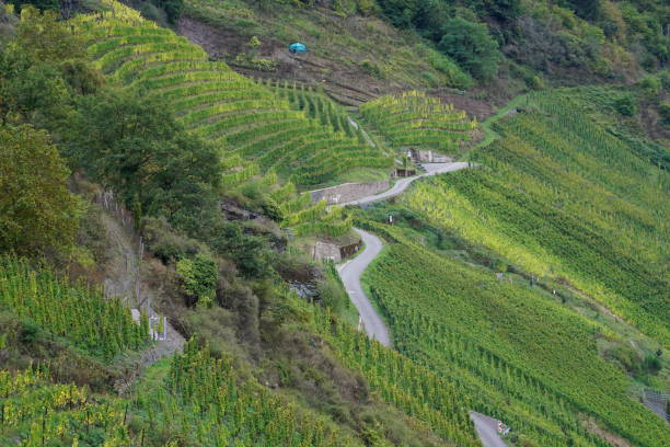 istock Vineyards growing on the hill. Vineyards in the Moselle Valley. Beautiful patterns from vineyards. 2178545901