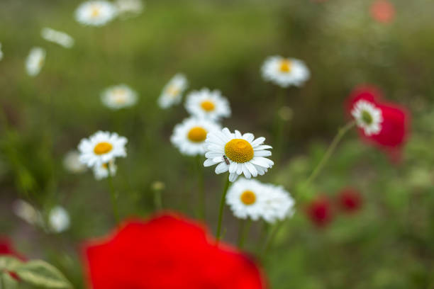 Flowers in the Garden