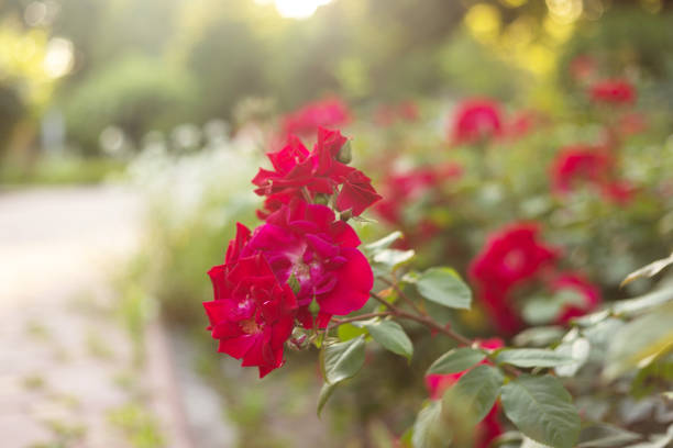 Flowers in the Garden