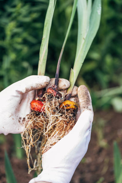 istock hands holding gladiolus flower bulb onion before planting 2178546817