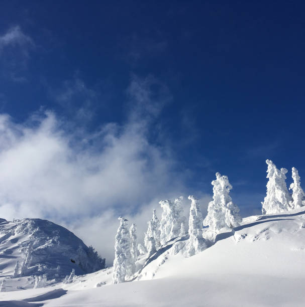 Winter in mountains, close-up of tree branches in snow