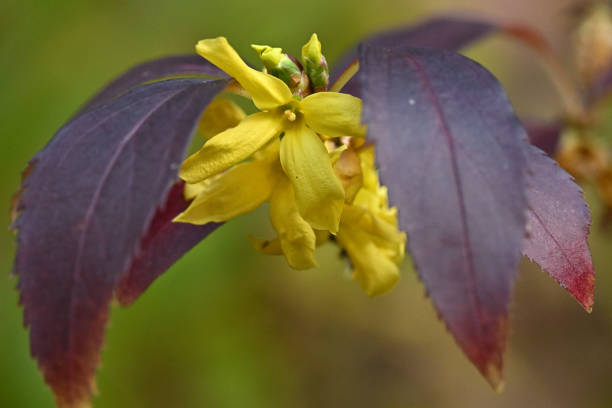 As its leaves turn purple in mid-October, forsythia flowers re-bloom during a warm spell in Connecticut, possibly an effect of climate change