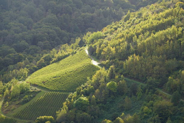 istock Vineyards growing on the hill. Vineyards in the Moselle Valley. Beautiful patterns from vineyards. 2178550253