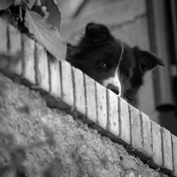 istock Collie Dog Eyes Watching You 2178550796