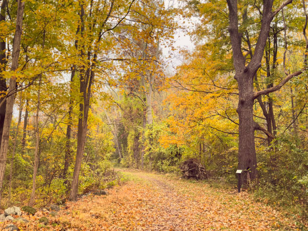 Footpath through forest with autumn leaves