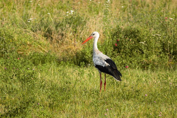 istock Stork, which is under protection outside its natural habitat. 2178552302