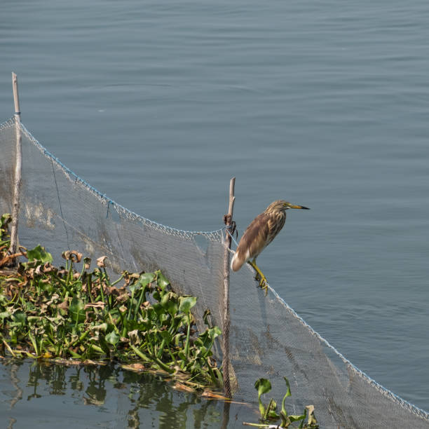 istock Indian Pond Heron awaiting its next prey 2178553199